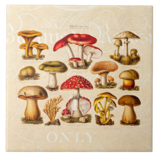 Vintage 1800s Mushroom Variety Red Mushrooms Tile