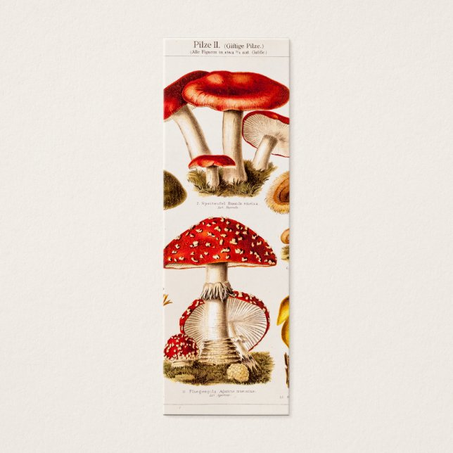 Vintage 1800s Mushroom Variety Template (Front)