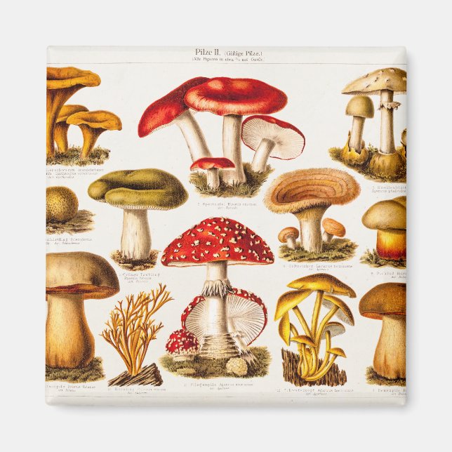 Vintage 1800s Mushroom Variety Template Magnet (Front)