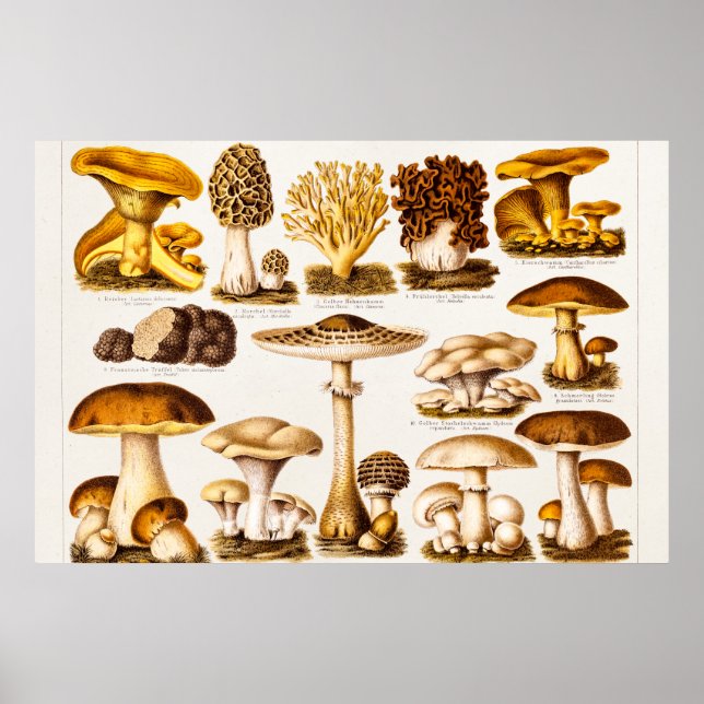 Vintage 1800s Mushroom Variety Template Poster (Front)