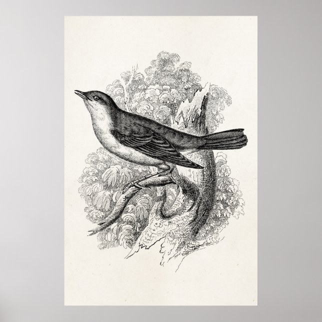 Vintage 1800s Nightingale Bird Illustration Birds Poster (Front)