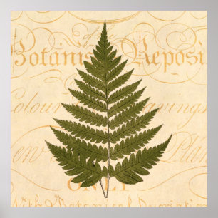 Vintage 1800s Olive Green Fern Leaf Illustration Poster