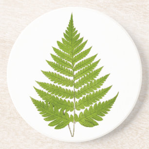 Vintage 1800s Olive Green Fern Leaf Template Coaster