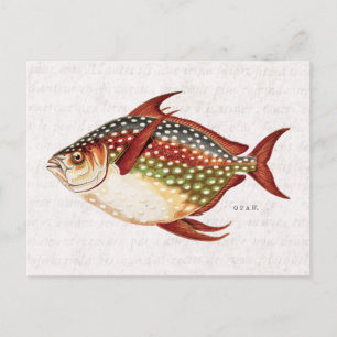 Vintage 1800s Opah Tropical Sporting Fish Drawing Postcard