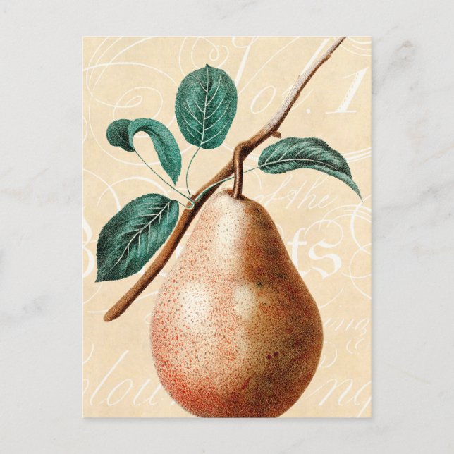 Vintage 1800s Pear Fruit Branch w Leaves - Pears Postcard (Front)