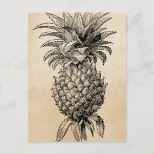 Vintage 1800s Pineapple Illustration Pineapples Postcard