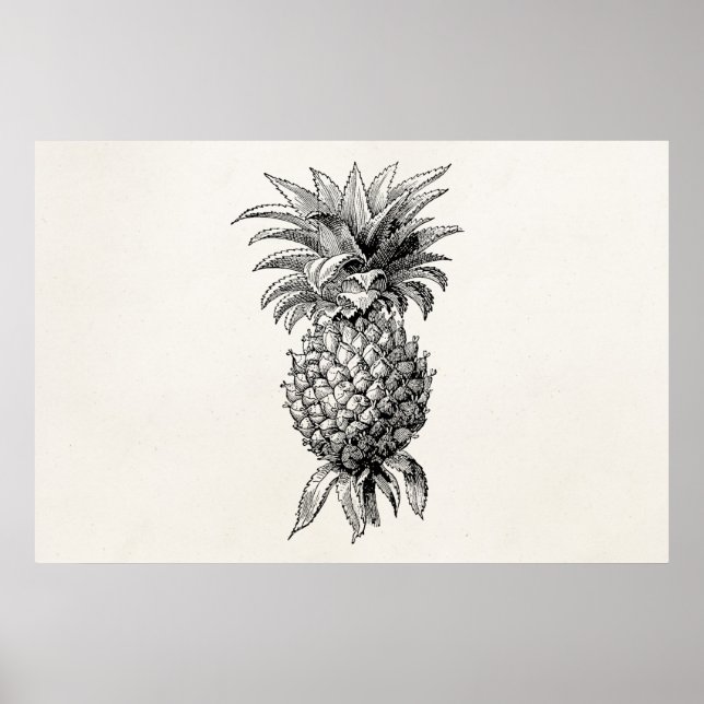 Vintage 1800s Pineapple Illustration Pineapples Poster (Front)