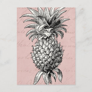 Vintage 1800s Pineapple Illustration Pink Postcard