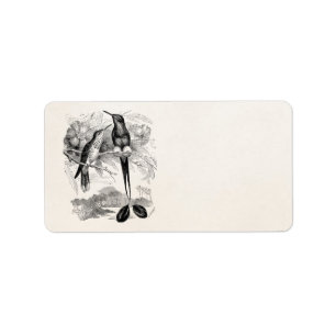 Vintage 1800s Racket-Tail Hummingbird Racquet Tail Label