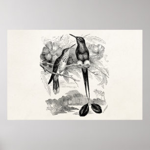 Vintage 1800s Racket-Tail Hummingbird Racquet Tail Poster