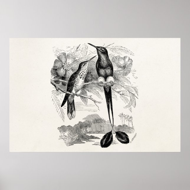 Vintage 1800s Racket-Tail Hummingbird Racquet Tail Poster (Front)