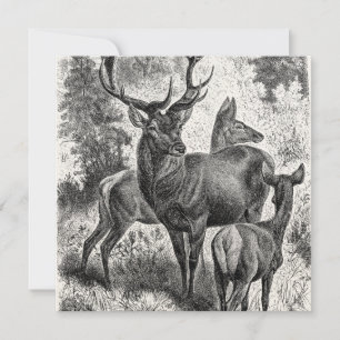 Vintage 1800s Red Deer Illustration Stag Doe Fawn
