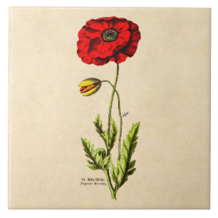 Vintage 1800s Red Poppy Wild Flower Floral Poppies Tile