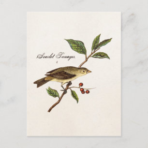 Vintage 1800s Scarlet Tanager Bird Songbird Birds Postcard