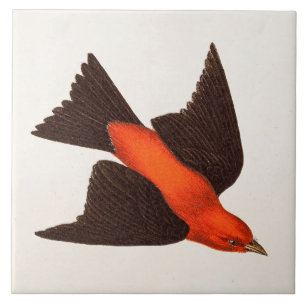 Vintage 1800s Scarlet Tanager Bird Songbird Birds Tile