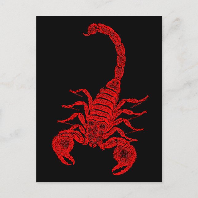 Vintage 1800s Scorpion Illustration Red Scorpions Postcard (Front)