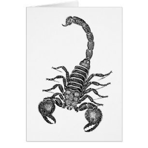 Vintage 1800s Scorpion Illustration - Scorpions