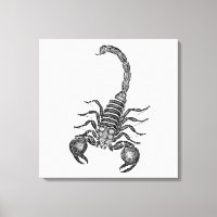 Vintage 1800s Scorpion Illustration - Scorpions