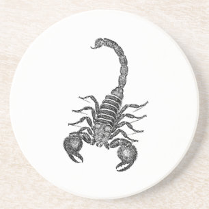 Vintage 1800s Scorpion Illustration - Scorpions Coaster