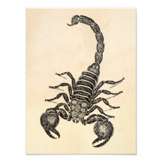Vintage 1800s Scorpion Illustration - Scorpions Photo Print
