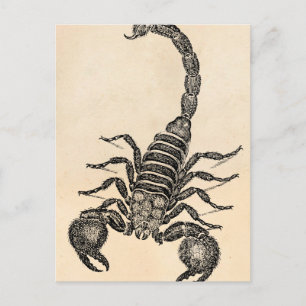 Vintage 1800s Scorpion Illustration - Scorpions Postcard