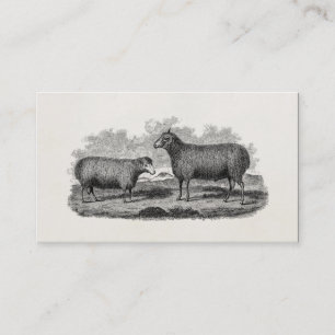 Vintage 1800s Sheep Ewe Illustration Retro Farm Business Card