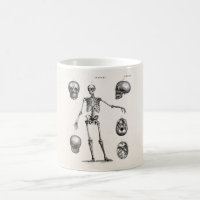 Vintage 1800s Skeleton Antique Anatomy Skeletons