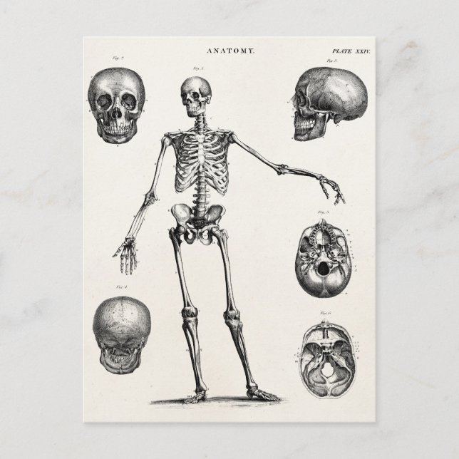 Vintage 1800s Skeleton Antique Anatomy Skeletons Postcard (Front)
