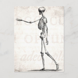 Vintage 1800s Skeleton Antique Anatomy Skeletons Postcard