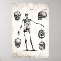 Vintage 1800s Skeleton Antique Anatomy Skeletons