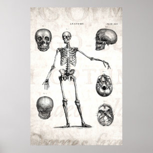 Vintage 1800s Skeleton Antique Anatomy Skeletons Poster