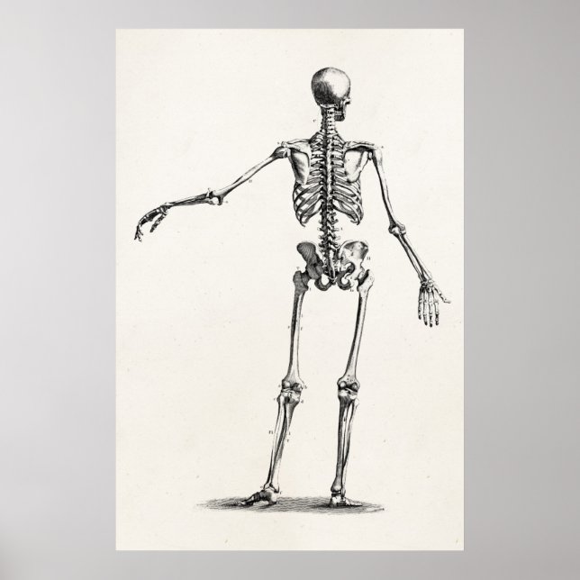 Vintage 1800s Skeleton Antique Anatomy Skeletons Poster (Front)
