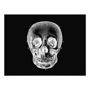 Vintage 1800s Skull Retro Anatomical Black White Photo Print
