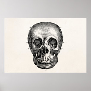 Vintage 1800s Skull Retro Skulls Skeleton Poster