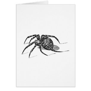 Vintage 1800s Spider Illustration Spiders Template