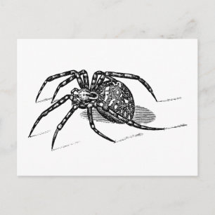 Vintage 1800s Spider Illustration Spiders Template Postcard