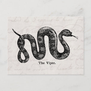 Vintage 1800s Viper Snake Antique Snakes Vipers Postcard