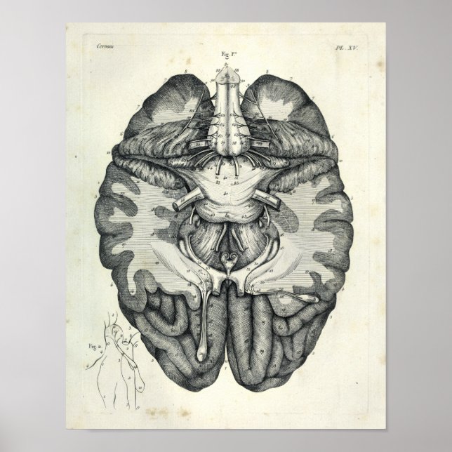 Vintage 1805 Anatomical Brain Cranial Nerves Print (Front)