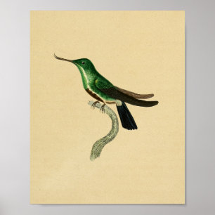 Vintage 1830 Hummingbird Print Green