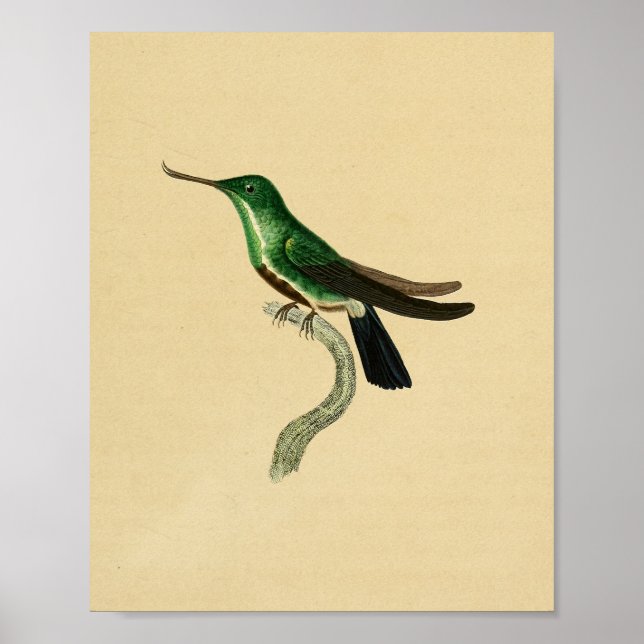 Vintage 1830 Hummingbird Print Green (Front)
