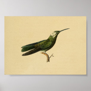 Vintage 1830 Hummingbird Print Green