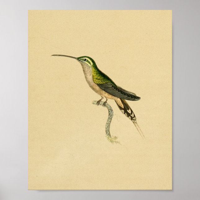 Vintage 1830 Hummingbird Print Green Black (Front)