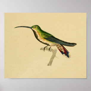 Vintage 1830 Hummingbird Print Green Red
