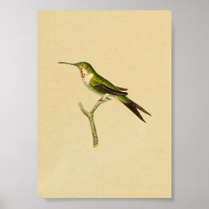 Vintage 1830 Hummingbird Print Green Red