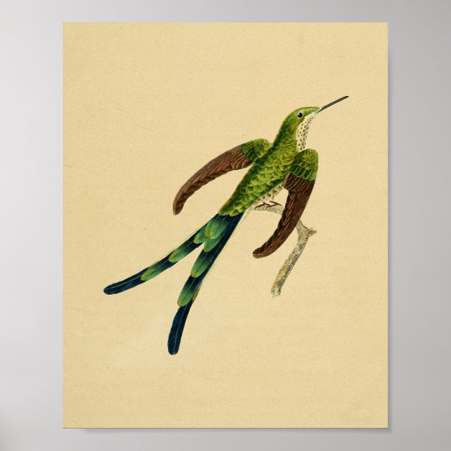 Vintage 1830 Hummingbird Print Green Red (Front)