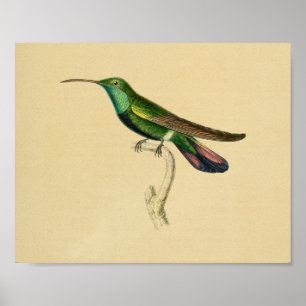 Vintage 1830 Hummingbird Print Green Red
