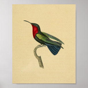 Vintage 1830 Hummingbird Print Red Blue