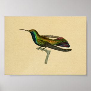 Vintage 1830 Hummingbird Print Red Blue