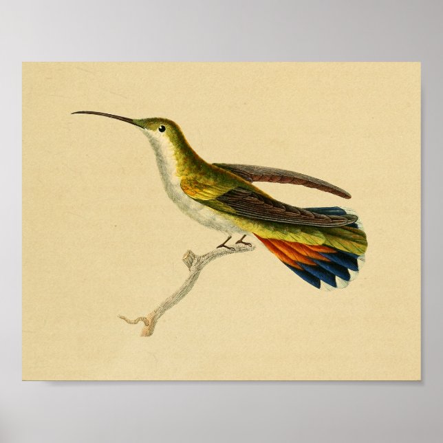 Vintage 1830 Hummingbird Print Red Green (Front)