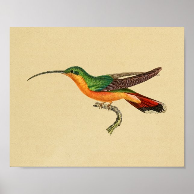 Vintage 1830 Hummingbird Print Red Green (Front)